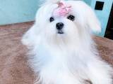 Собаки, щенята Мальтійська болонка, ціна 60000 Грн., Фото