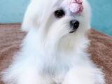 Собаки, щенята Мальтійська болонка, ціна 60000 Грн., Фото