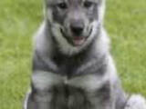 Собаки, щенки Западно-Сибирская лайка, цена 100 Грн., Фото