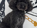 Собаки, щенки Малый пудель, цена 1000 Грн., Фото