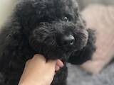 Собаки, щенки Малый пудель, цена 1000 Грн., Фото