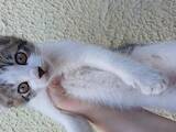 Кошки, котята Неизвестная порода, цена 10 Грн., Фото