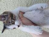 Кошки, котята Неизвестная порода, цена 10 Грн., Фото