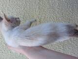 Кошки, котята Неизвестная порода, цена 10 Грн., Фото
