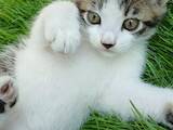 Кошки, котята Неизвестная порода, цена 10 Грн., Фото
