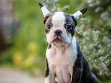 Собаки, щенки Бостонтерьер, цена 48000 Грн., Фото