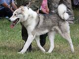 Собаки, щенки Западно-Сибирская лайка, цена 8000 Грн., Фото