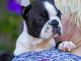 Собаки, щенята Бостонтерьер, ціна 45000 Грн., Фото