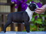 Собаки, щенята Бостонтерьер, ціна 45000 Грн., Фото