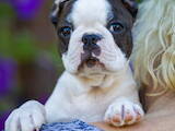 Собаки, щенята Бостонтерьер, ціна 45000 Грн., Фото
