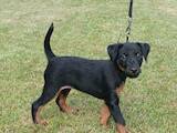 Собаки, щенята Ягдтер'єр, ціна 6000 Грн., Фото