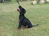 Собаки, щенята Ягдтер'єр, ціна 6000 Грн., Фото