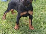 Собаки, щенята Ягдтер'єр, ціна 6000 Грн., Фото