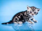 Кошки, котята Американская короткошерстная, цена 40000 Грн., Фото