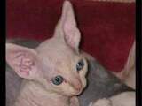 Кошки, котята Канадский сфинкс, цена 4000 Грн., Фото
