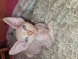 Кошки, котята Канадский сфинкс, цена 4000 Грн., Фото
