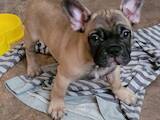 Собаки, щенки Французский бульдог, цена 8000 Грн., Фото
