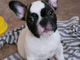 Собаки, щенки Французский бульдог, цена 8000 Грн., Фото