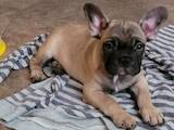 Собаки, щенки Французский бульдог, цена 8000 Грн., Фото