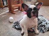 Собаки, щенки Французский бульдог, цена 8000 Грн., Фото