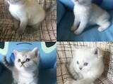 Кошки, котята Шотландская короткошерстная, цена 3000 Грн., Фото
