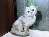 Кошки, котята Шотландская вислоухая, цена 8500 Грн., Фото
