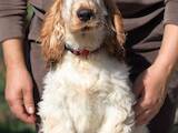 Собаки, щенки Английский коккер, цена 45000 Грн., Фото