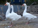 Птицеводство Гуси, цена 1200 Грн., Фото