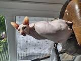 Кошки, котята Канадский сфинкс, Фото