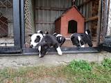 Собаки, щенки Русско-Европейская лайка, цена 2000 Грн., Фото