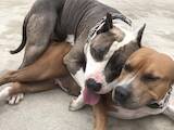 Собаки, щенки Американский стаффордширский терьер, цена 16000 Грн., Фото