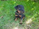 Собаки, щенята Ягдтер'єр, ціна 8200 Грн., Фото