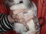 Грызуны Шиншиллы, цена 200 Грн., Фото