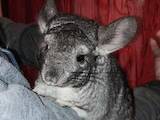 Грызуны Шиншиллы, цена 200 Грн., Фото