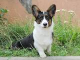 Собаки, щенки Вельш корги кардиган, цена 25000 Грн., Фото