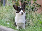 Собаки, щенки Вельш корги кардиган, цена 25000 Грн., Фото