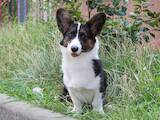 Собаки, щенки Вельш корги кардиган, цена 25000 Грн., Фото