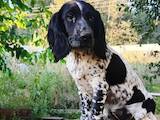 Собаки, щенята Російський спаніель, ціна 13000 Грн., Фото