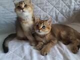 Кошки, котята Шотландская вислоухая, цена 5500 Грн., Фото