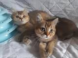 Кошки, котята Шотландская вислоухая, цена 5500 Грн., Фото
