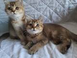 Кошки, котята Шотландская вислоухая, цена 5500 Грн., Фото