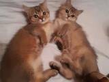 Кошки, котята Шотландская вислоухая, цена 5500 Грн., Фото