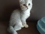 Кошки, котята Шотландская вислоухая, цена 4500 Грн., Фото