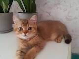 Кошки, котята Шотландская вислоухая, цена 5500 Грн., Фото