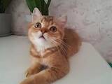 Кошки, котята Шотландская вислоухая, цена 5500 Грн., Фото