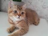Кошки, котята Шотландская вислоухая, цена 5500 Грн., Фото
