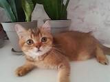 Кошки, котята Шотландская вислоухая, цена 5500 Грн., Фото