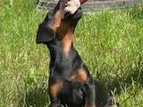 Собаки, щенята Ягдтер'єр, ціна 200 Грн., Фото