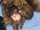 Собаки, щенки Лабрадор ретривер, цена 10000 Грн., Фото
