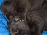 Собаки, щенки Лабрадор ретривер, цена 10000 Грн., Фото
